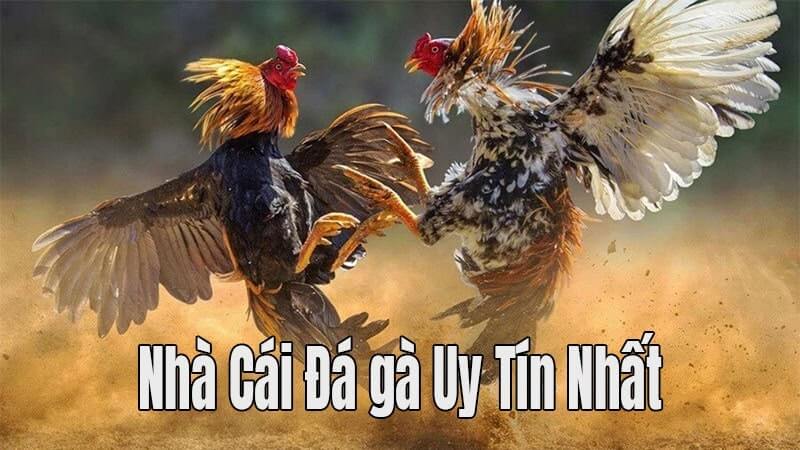 Hướng dẫn xem và chơi đá gà online trên điện thoại tại Jun88 4 Nhà cái đá gà online với kho game đa dạng