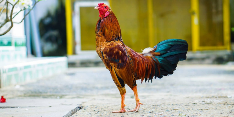 Hướng dẫn chi tiết cách chăm sóc gà đá trăm trận trăm thắng 5 Chế độ luyện tập khi chăm sóc gà