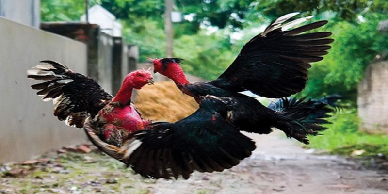 Bật Mí Bí Quyết Chơi Đá Gà Jun88 Hiệu Quả Nhất 5 mxzim.top